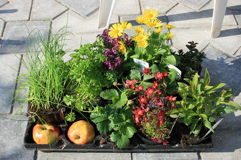 plants for garden.jpg - Lidt planter til haven og to æbler til maven. -- Some plants to the garden and two apple to the stomach.